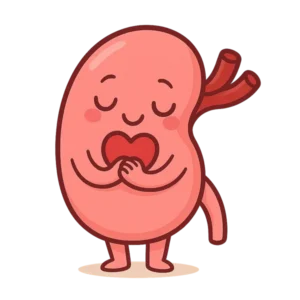 A cute cartoon kidney character with eyes closed and hands over a heart, symbolizing love and gratitude—often used to represent the emotional significance of living donation and preemptive kidney transplant.