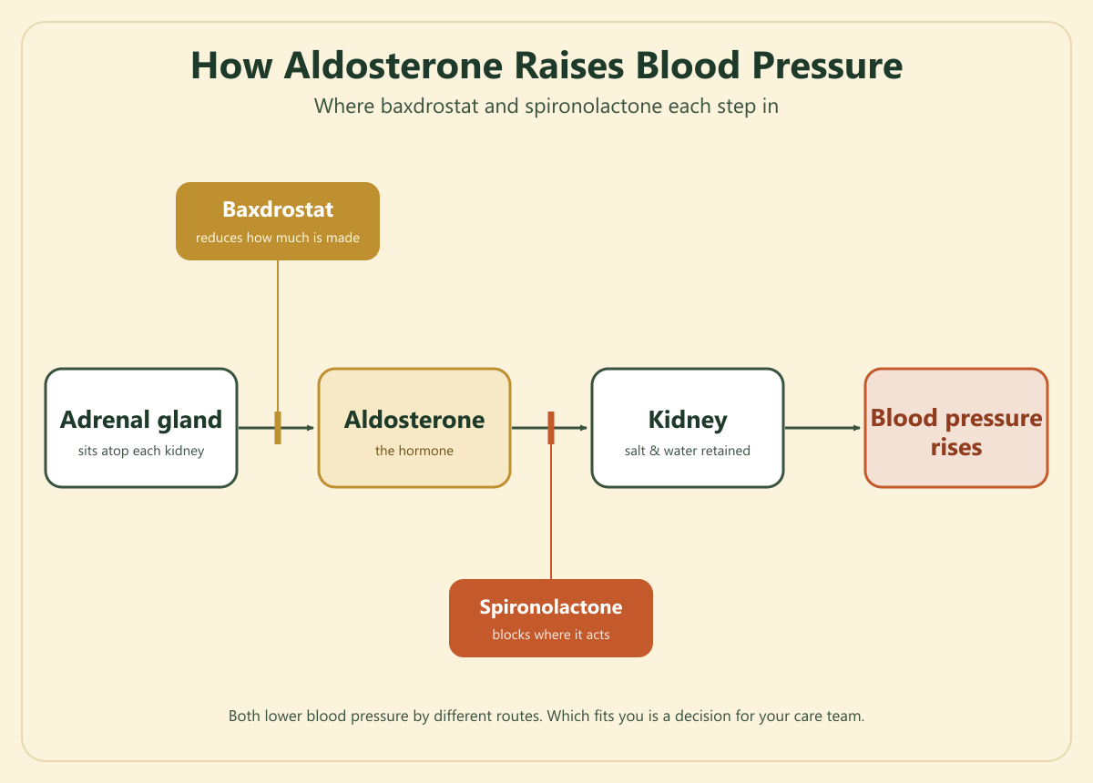 Diagram of how aldosterone raises blood pressure in secondary hypertension and where baxdrostat and spironolactone each act