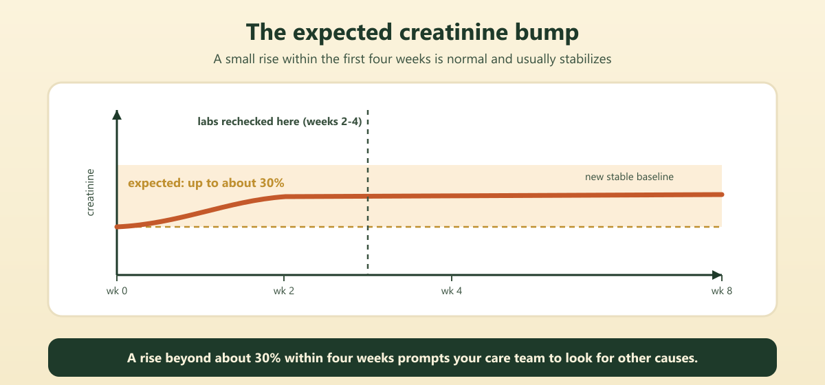 Chart of the expected creatinine rise within four weeks of starting an ACE inhibitors or ARBs, with labs rechecked at weeks 2 to 4