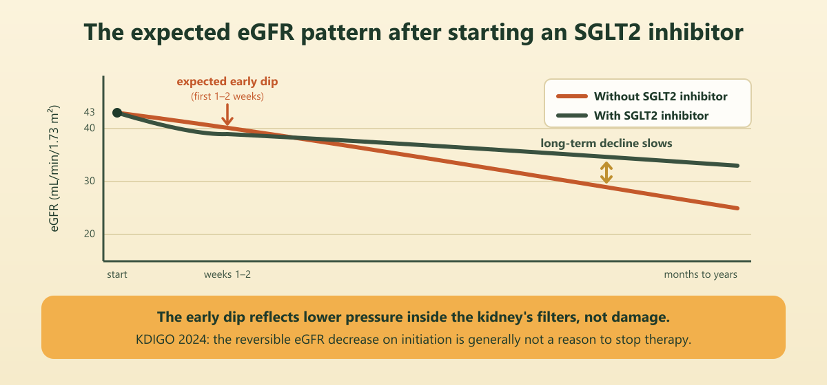 Line chart of eGFR over time showing a small early dip with SGLT2 inhibitor treatment followed by slower long-term decline than without treatment