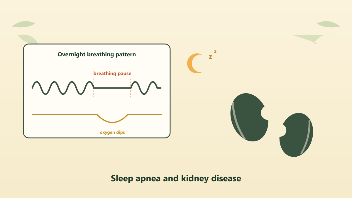Overnight breathing monitor showing a flat breathing pause with an oxygen dip, beside two kidney silhouettes
